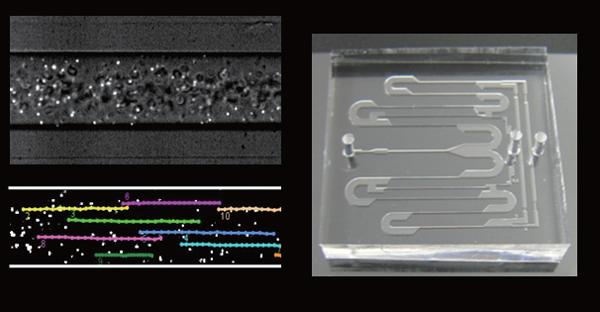 Microfluidics for cancer diagnosis and blood flow measurement