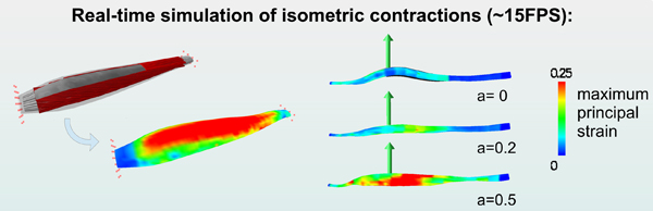 Muscle volumetric modeling for function, physiology and deformation