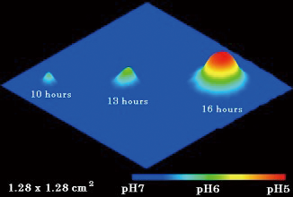 Visualization of pH by the chemical imaging sensor