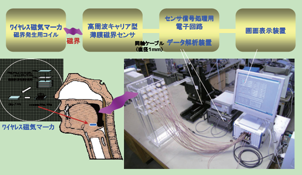 Development of deglutition evaluation system using magnetic wireless motion capture system.