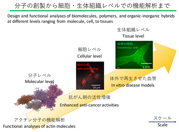 Development of biofunctional materials process for regenerative medicine and drug delivery systems