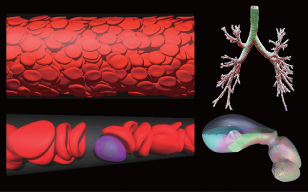 Computational biomechanics of cardiovascular, respiratory and digestive systems