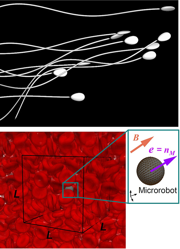 Simulation of collective swimming of sperm,Microrobot propulsion in blood