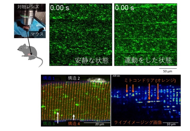 Live Imaging Analysis of Skeletal Muscles