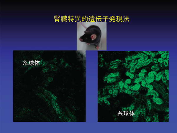 Renal-specific gene delivery