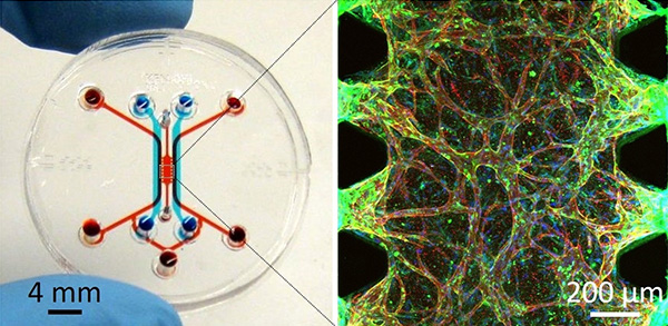 A microfluidic device to mimic in vivo microenvironment, and a microscopic image of microvascular network created inside the device.