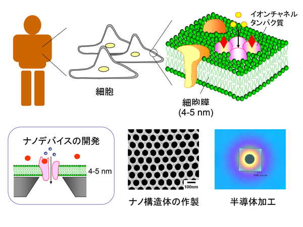 An artificial device that mimics biological cell membranes