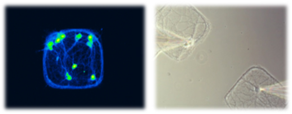 Reconstruction of neuronal circuits using living cells