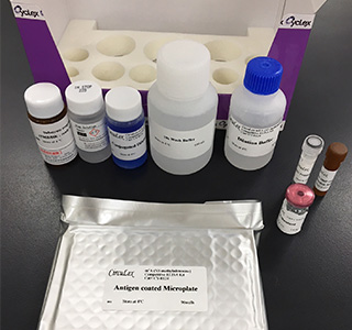 CircuLex m1A (N1-methyladenosine) Competitive ELISA Kit・株式会社医学生物学研究所