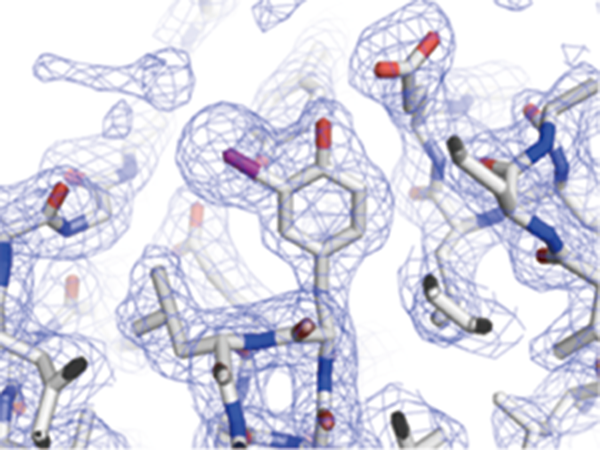 タンパク質の電子密度の計算と分子モデルの構築