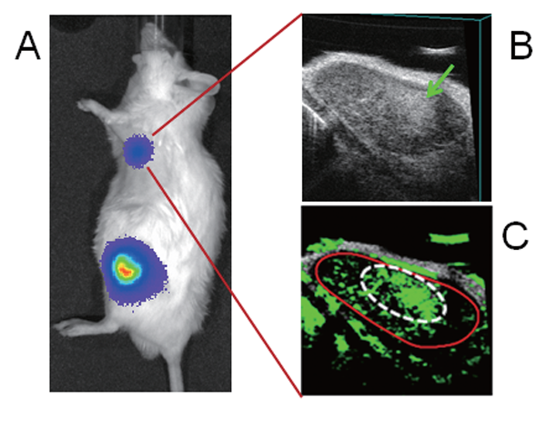 本研究分野で開発したリンパ節転移マウスモデル（A） 腸骨下リンパ節から腋窩リンパ節に３－５日以内に転移が確認される。 （B）腋窩リンパ節内のリンパ節転移部位。（C）高周波超音波とナノ・マイクロバブルで確認された腫瘍新生血管

