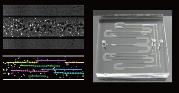 がんの診断や血流計測のための微小流体流路