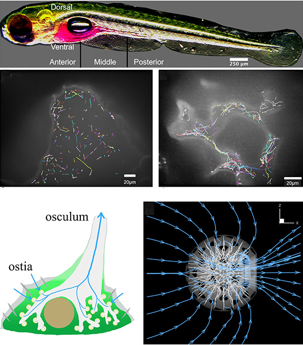ゼブラフィッシュの腸内フローラの可視化,スポンジの襟細胞室のポンプ機能