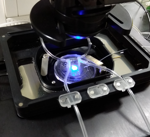 マイクロ流体デバイスを用いた細胞実験